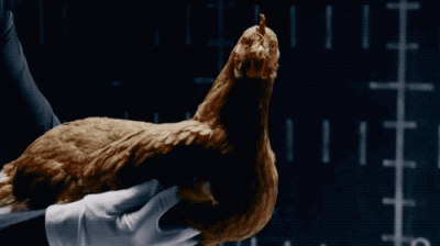 ​鸡头防抖是谁发明的（还有鸡头防抖这种操作）