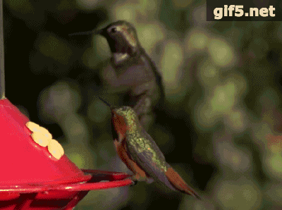 鸡头防抖是谁发明的（还有鸡头防抖这种操作）(6)