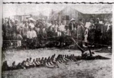 ​营口坠龙事件真相 真实的坠龙事件真相