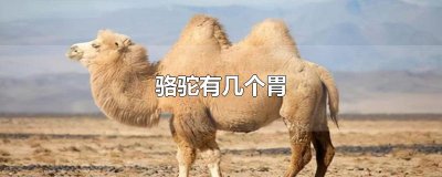 ​骆驼有几个胃