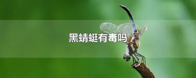 ​黑蜻蜓有毒吗