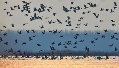 ​亚洲最大的平原人工湖——宿鸭湖