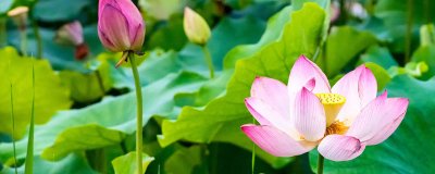 ​荷花象征什么