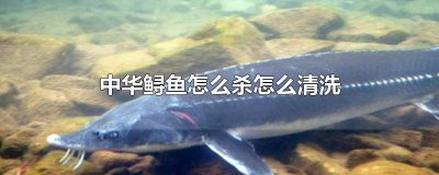 ​中华鲟鱼怎么杀怎么清洗