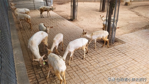 洛阳王城动物园,豫西地区最大的动物园