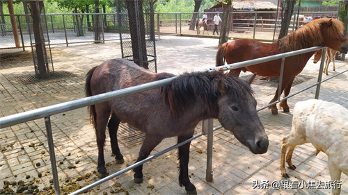洛阳王城动物园,豫西地区最大的动物园