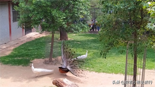 洛阳王城动物园,豫西地区最大的动物园