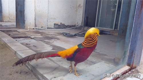 洛阳王城动物园,豫西地区最大的动物园