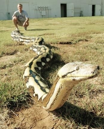 实拍世界上最大的巨蟒!