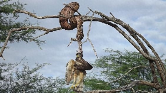 实拍世界上最大的巨蟒!