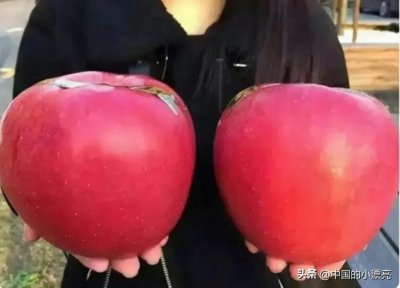 ​世界上最大的苹果，一个重达3斤，价格更是贵到离谱，吃不起