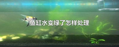 ​鱼缸水变绿了怎样处理