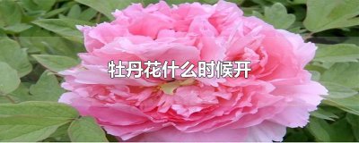 ​牡丹花什么时候开