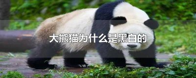 ​为什么大熊猫的颜色是黑白色的 大熊猫为什么只有黑白颜色