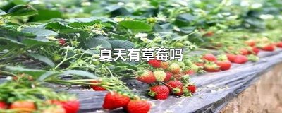 ​夏天有草莓吗