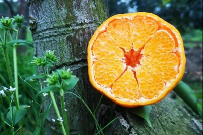 ​新鲜橘子皮可以泡脚吗