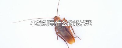 ​小蟑螂用什么药能杀死
