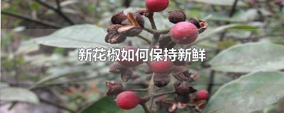 ​新花椒如何保持新鲜