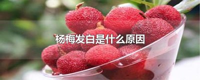 ​杨梅发白是什么原因