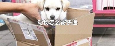 ​动物怎么寄快递