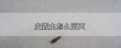 ​皮蠹虫怎么消灭