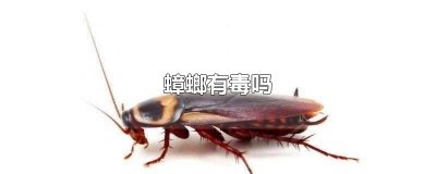 ​蟑螂有毒吗