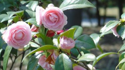 ​自制茶花土怎么做