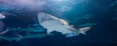 ​鲨鱼是不是哺乳动物