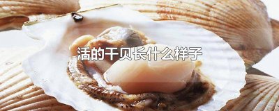 ​生干贝是什么样子 干贝是怎么来的图片