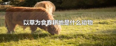 ​以草为食春耕地是什么动物