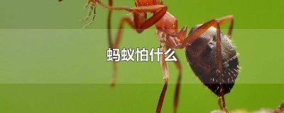 ​防蚂蚁的药 蚂蟥怕什么药物