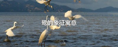 ​鹭的象征寓意