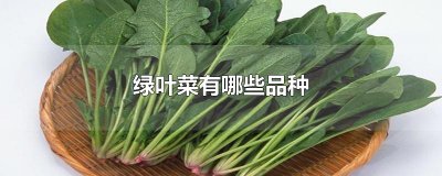 ​绿叶菜有哪些品种