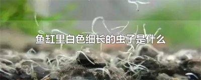 ​鱼缸里白色细长的虫子是什么
