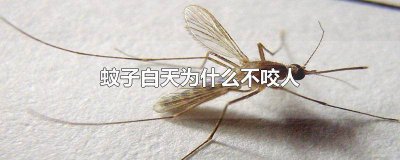 ​蚊子白天不咬人晚上咬人怎么办 为什么蚊子只在晚上咬人