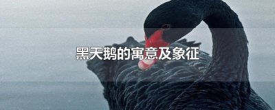​黑天鹅的寓意及象征