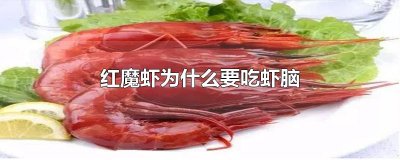 ​红魔虾为什么要吃虾脑