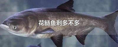 ​花鲢鱼刺多不多