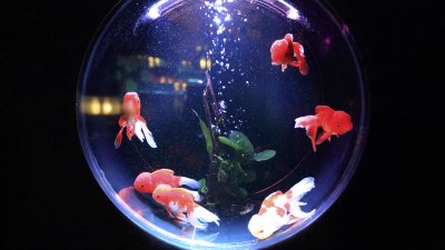 ​水妖精是什么