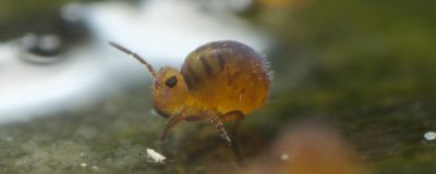 ​家里跳虫怎么产生的