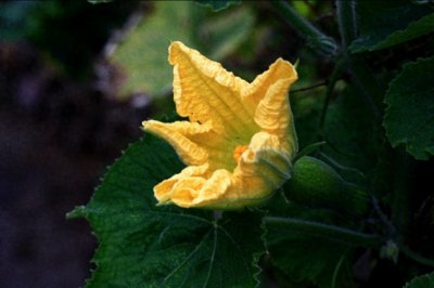 ​植物图鉴：南瓜