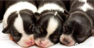 ​该如何选择帮狗狗选择狗粮选择狗粮时需要注意哪些问题