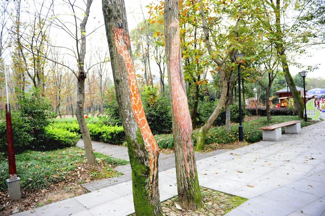 猪上树了！安徽一家景区现彩绘“树画”，各种动物爬树身