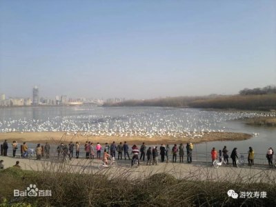 ​三门峡最美的风景线-天鹅湖
