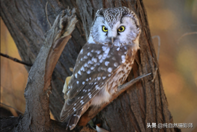 ​鬼鸮百科知识，中国26种猫头鹰科之一