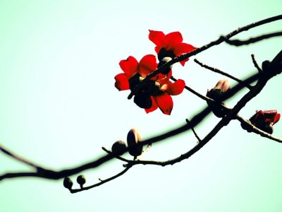 ​家里如何养木棉，家里种有什么寓意吗