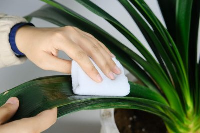 ​君子兰怎么种植方法，可以水培养殖吗