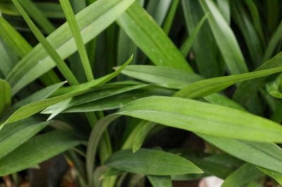 ​兰花的种植方法和技巧