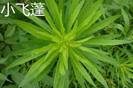 小飞蓬叶片 小飞蓬叶片
