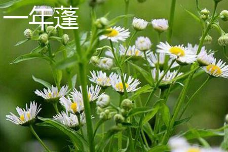 一年蓬叶子 一年蓬叶子